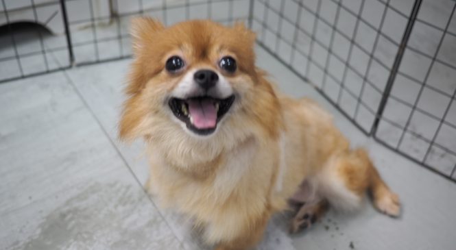 領養博美犬pomeranian 亞洲非牟利動物救援有限公司 Arc
