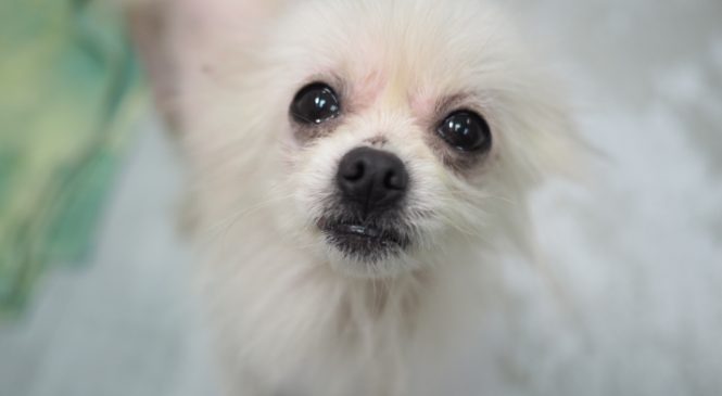 領養博美犬pomeranian 亞洲非牟利動物救援有限公司 Arc