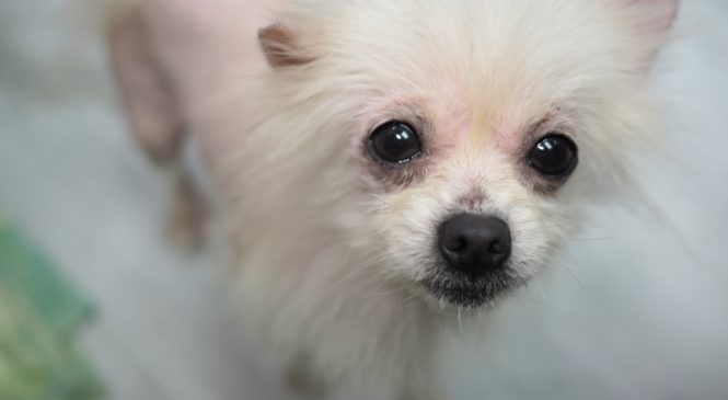 領養博美犬pomeranian 亞洲非牟利動物救援有限公司 Arc