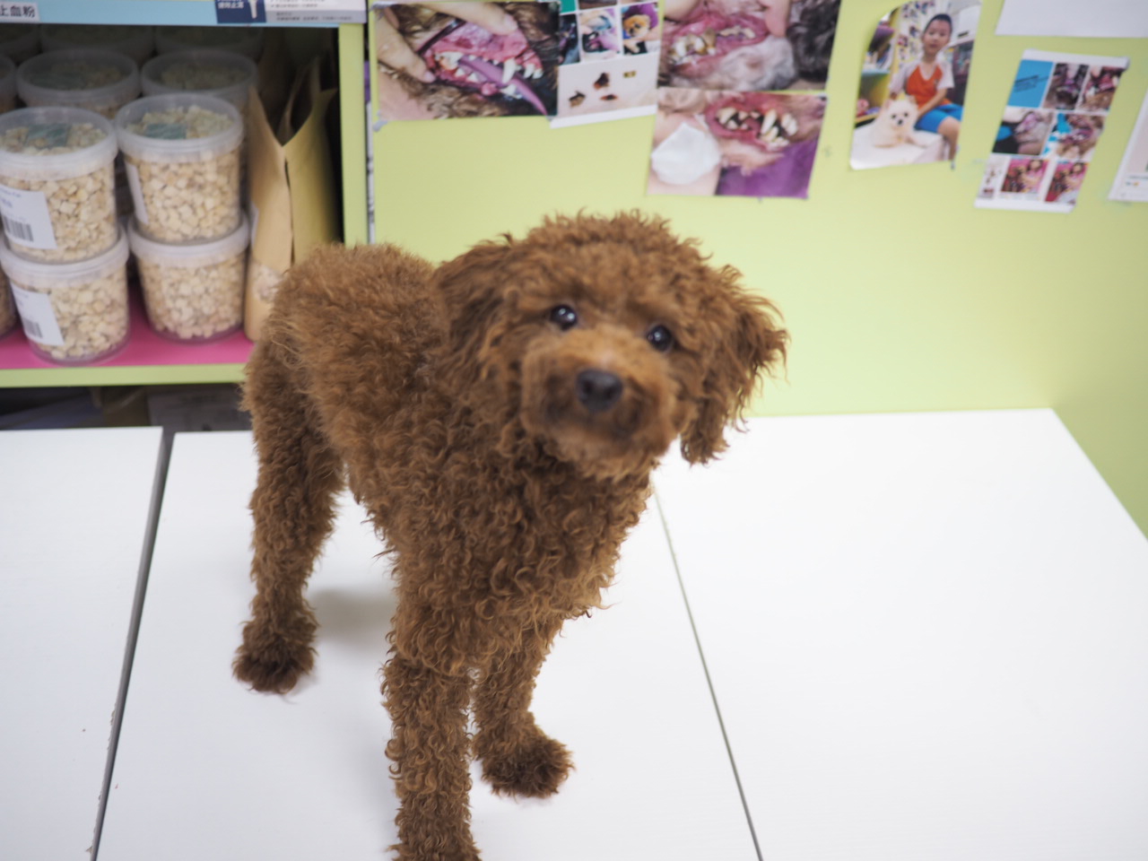 領養 貴婦 POODLE (男) (852)96919313/ whatsapp : 92141178