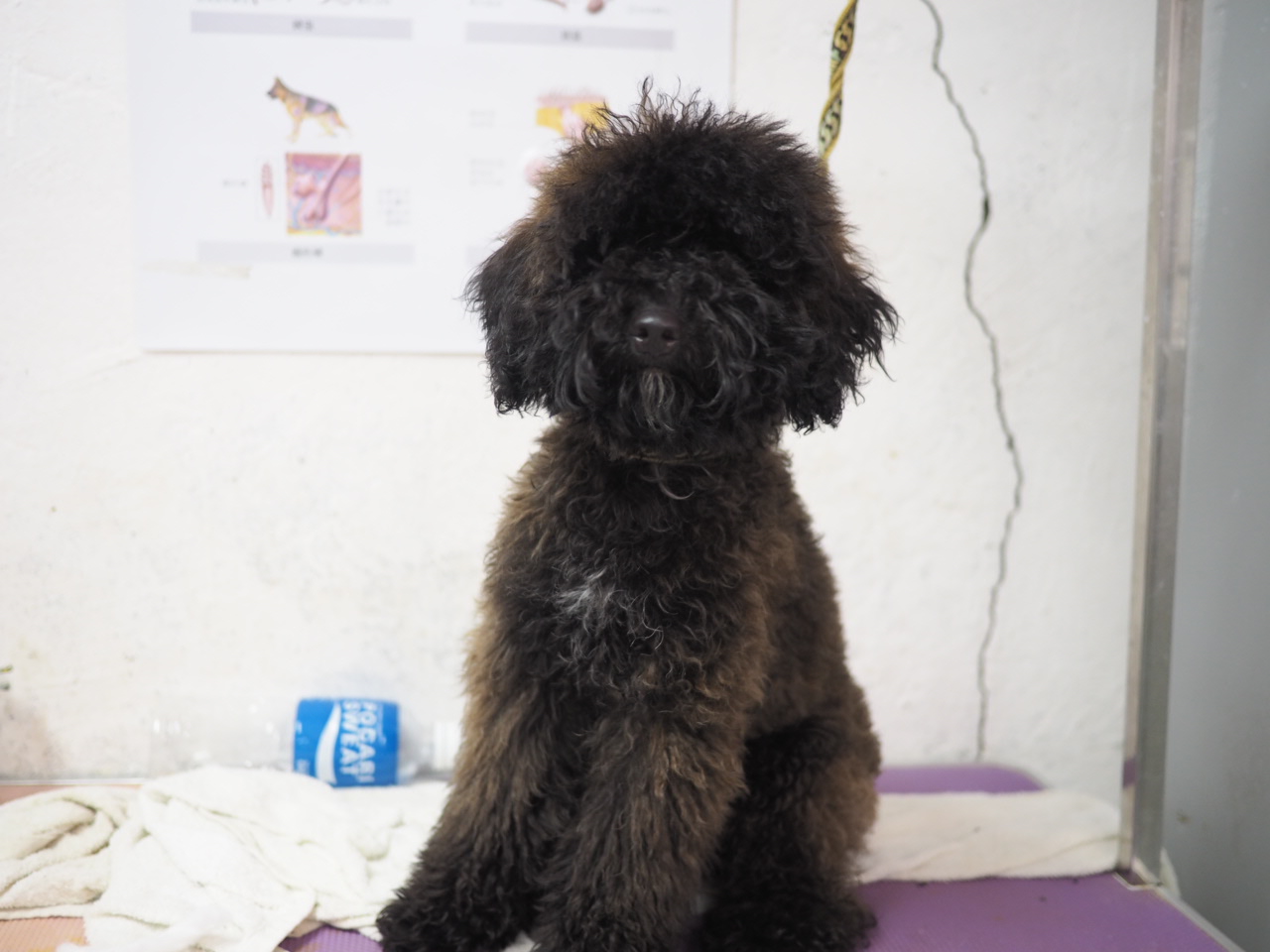 領養 貴婦 POODLE (男) (852)96919313/ whatsapp : 92141178