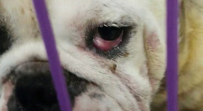 英国老虎狗 樱桃眼 遗弃个案 – arc 动物救援 2019年