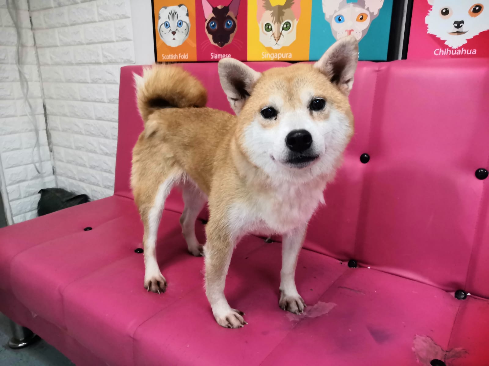 領養Shiba-Inu 柴犬(女) (852)96919313/ whatsapp : 92141178