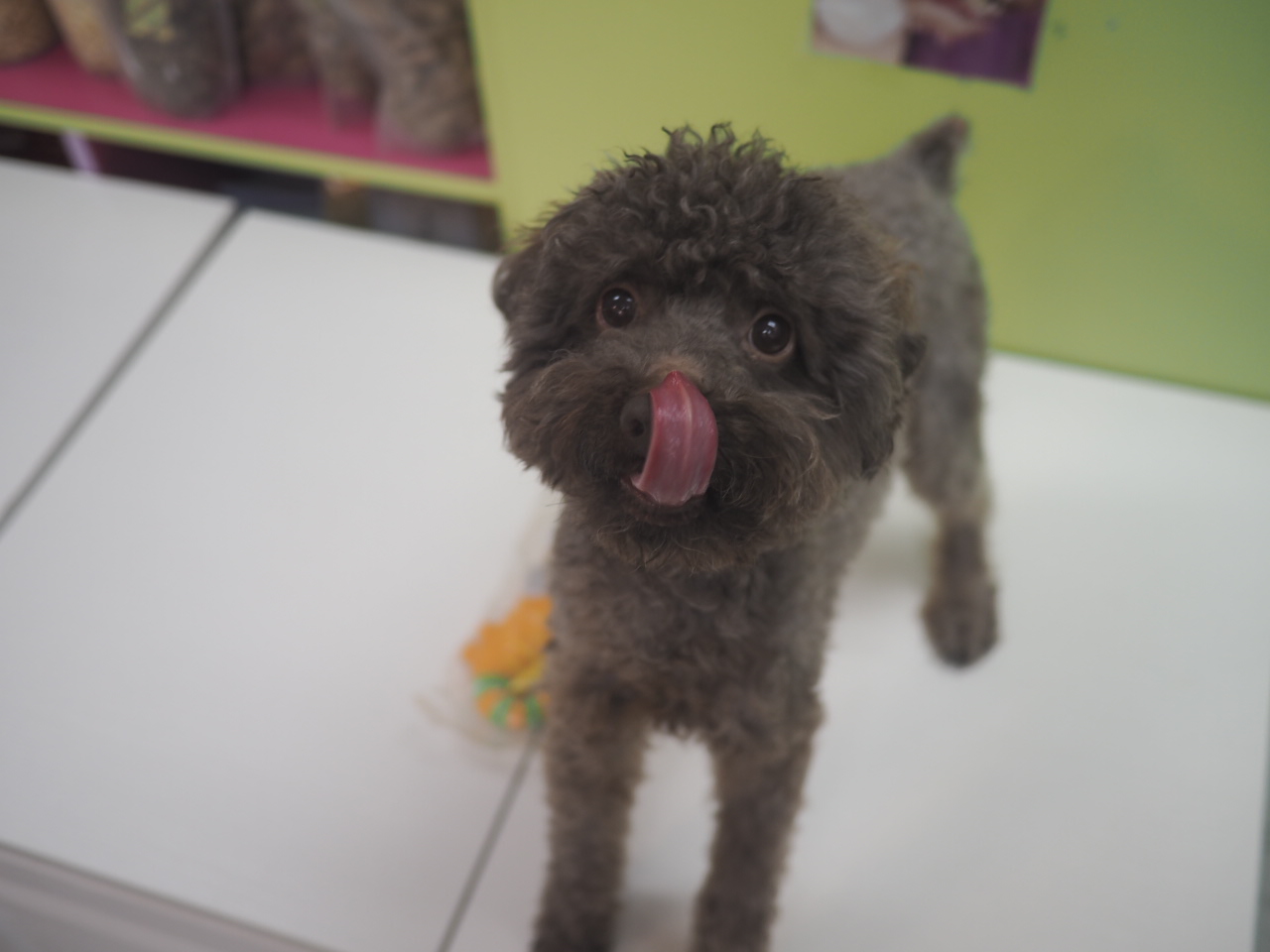 領養 Poodle (男) (852)96919313/ whatsapp : 92141178