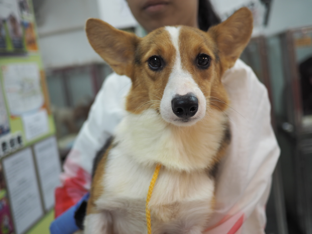 領養Corgi (男) (852)96919313/ whatsapp : 92141178