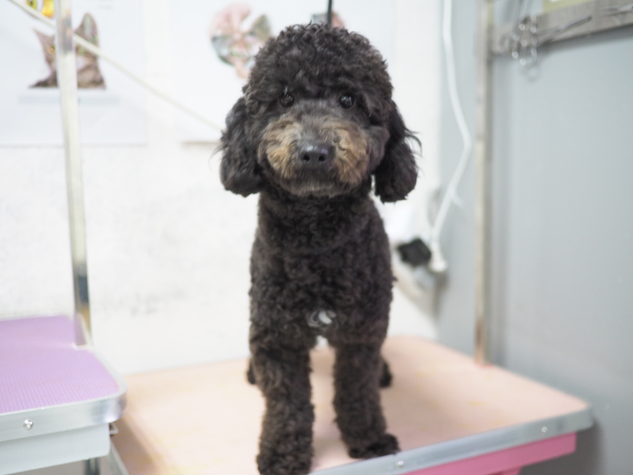 領養poodle (女) (852)96919313/ whatsapp : 92141178