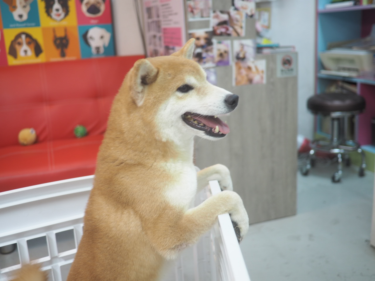 領養Shiba-Inu (男) (852)96919313/ whatsapp : 92141178