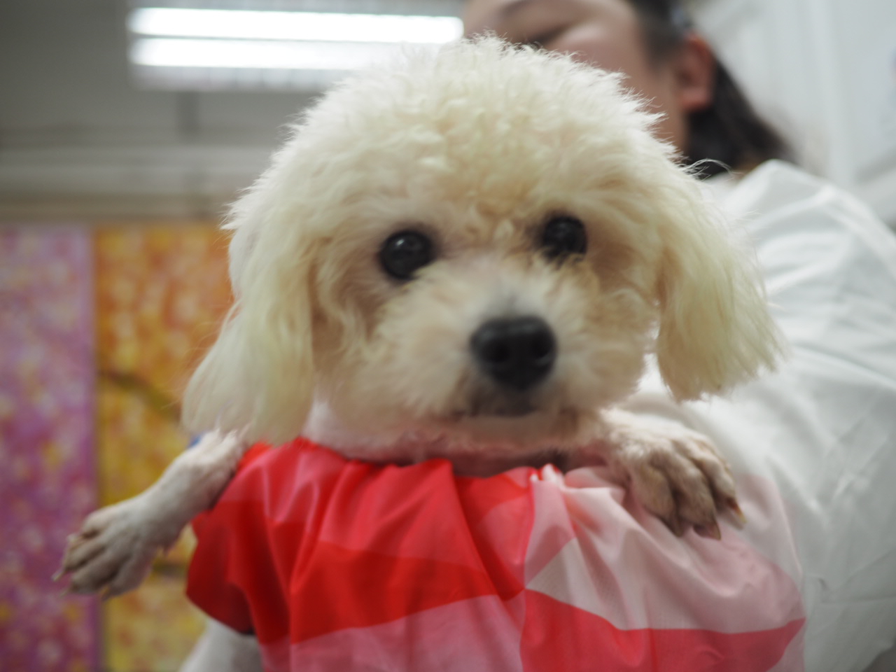 領養 poodle (女) (852)96919313/ whatsapp : 92141178