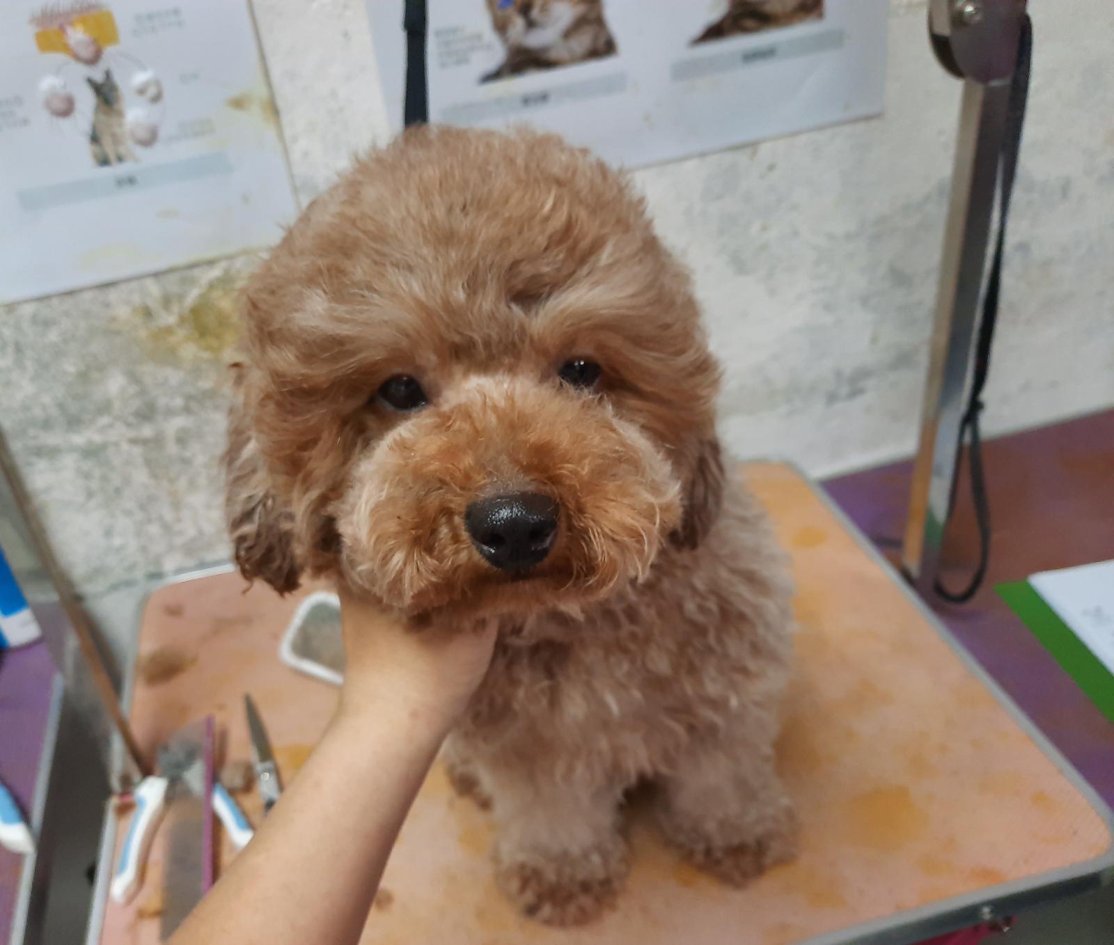 領養 Poodle (女) whatsapp (852)96919313