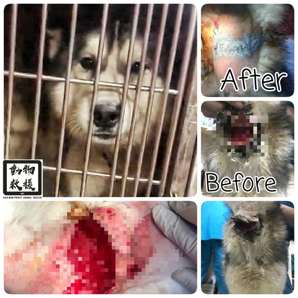 中國非牟利動物救援隊 – Husky 虐待事件