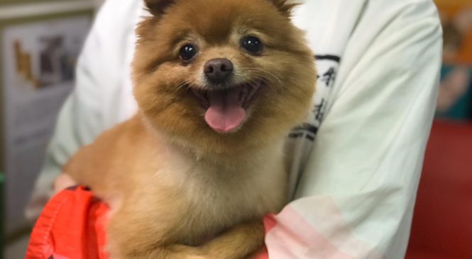 狗狗領養注意事項