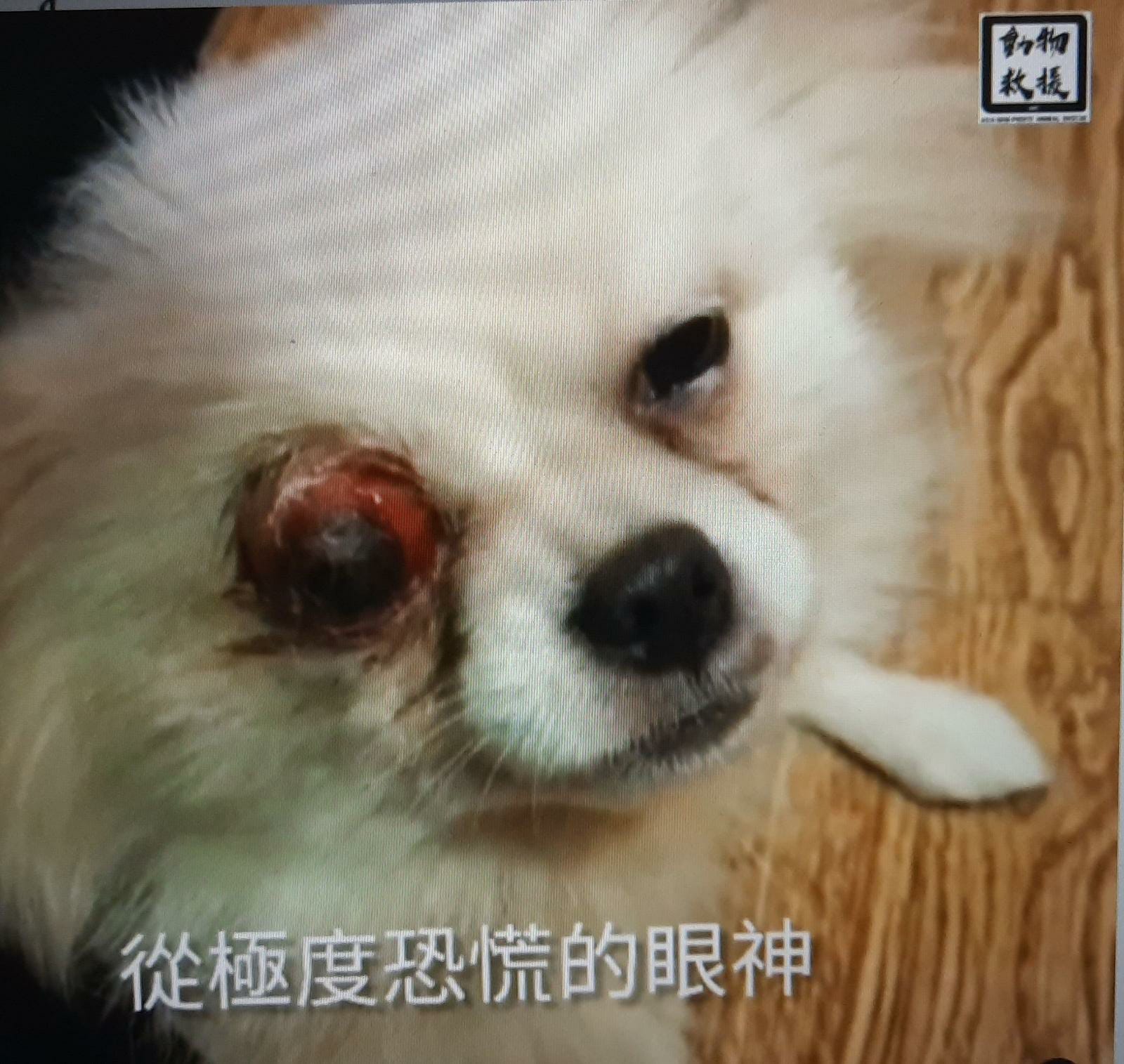 松鼠狗 眼球受傷 遺棄個案 – Arc 動物救援 2020年